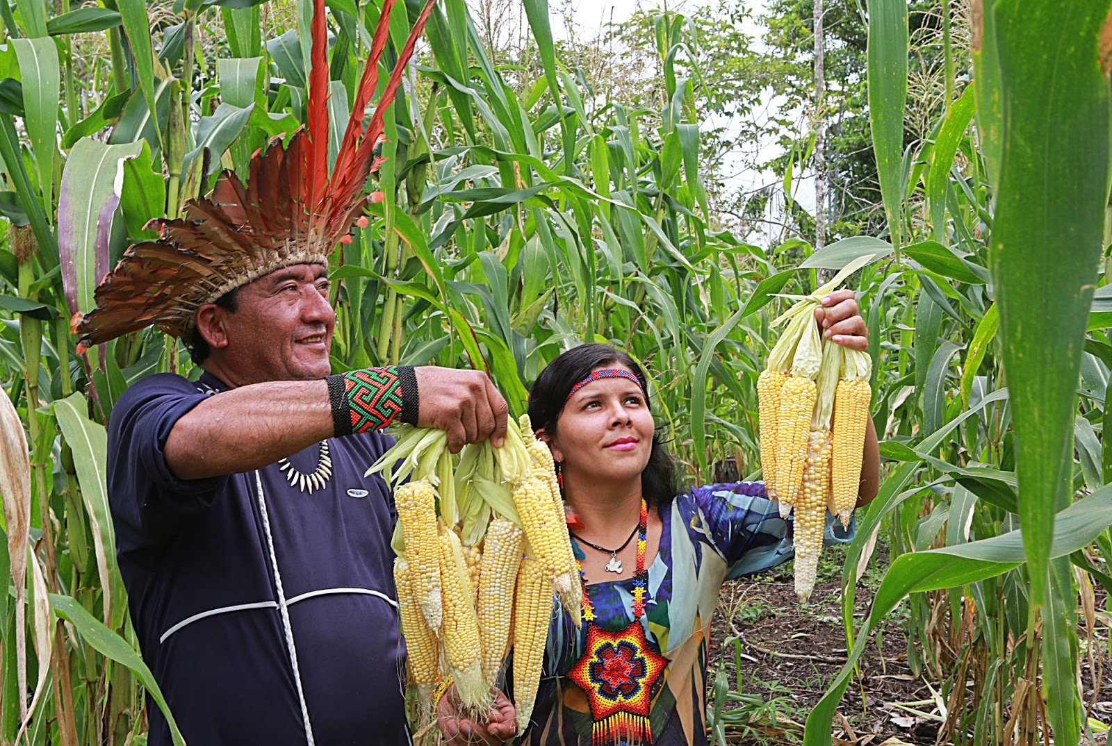 Os Índios Deixaram Influências Em Nossa Alimentação Como Por Exemplo