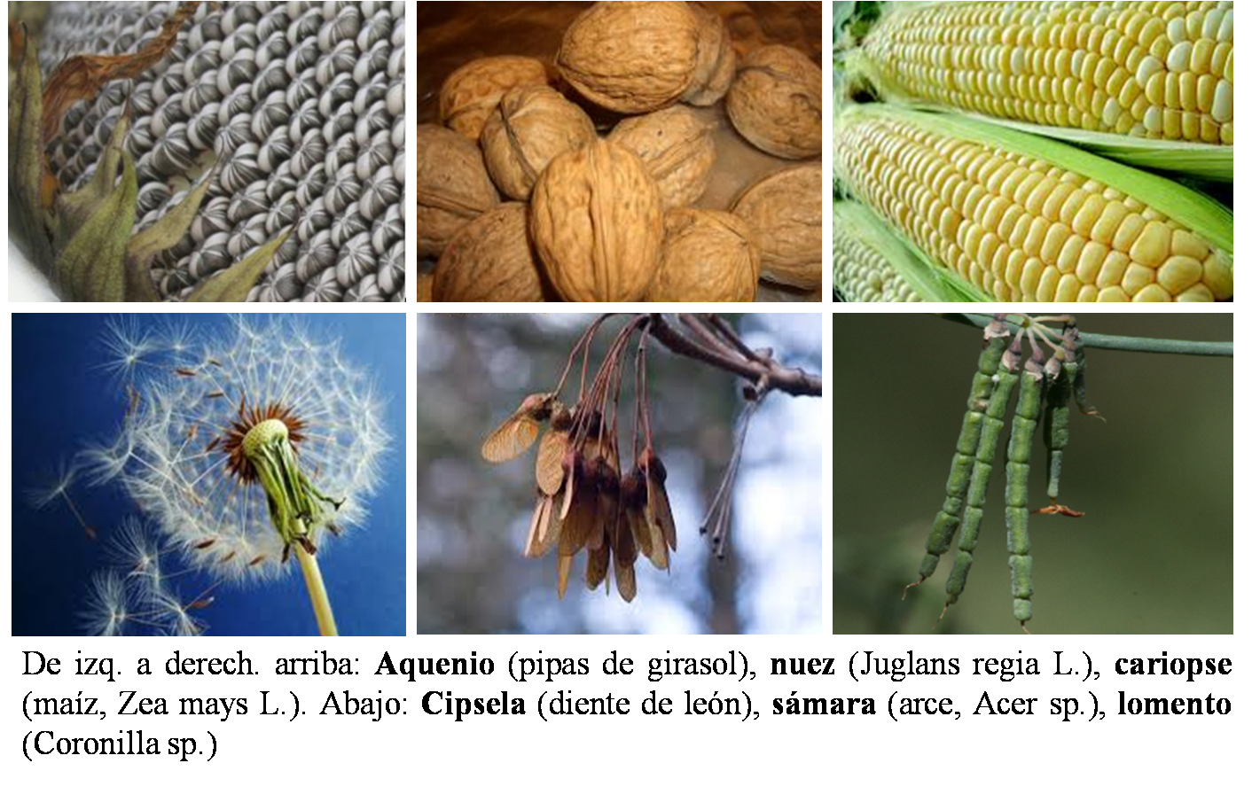 Universo Botánico Los Frutos II. Clasificación. Universo Botánico Los Frutos II. Clasificación.