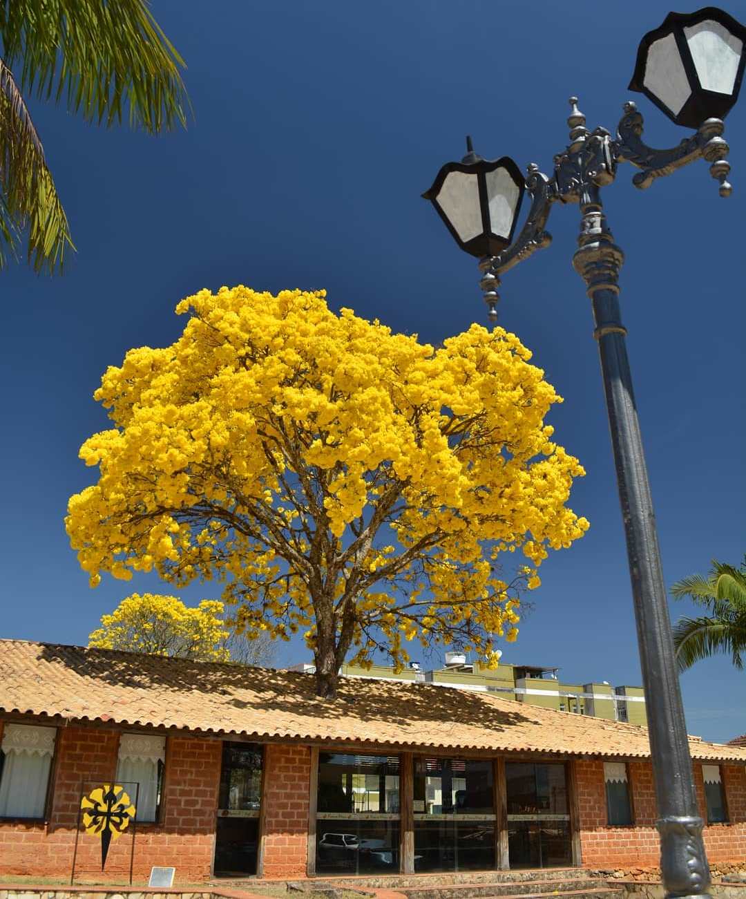 A florada dos Ipês Amarelos ~ Conheça Minas