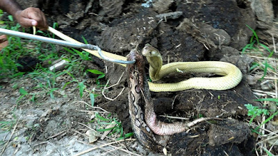 Ular kobra makan ular russell's viper