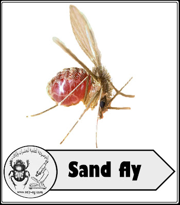 ذبابة الرمل - Sand fly دورة الحياة والوصف المورفولوجي والأهمية الطبية وطرق المكافحة