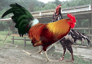 Blog Haji Taha Ayam kampung Blog Haji Taha Ayam kampung