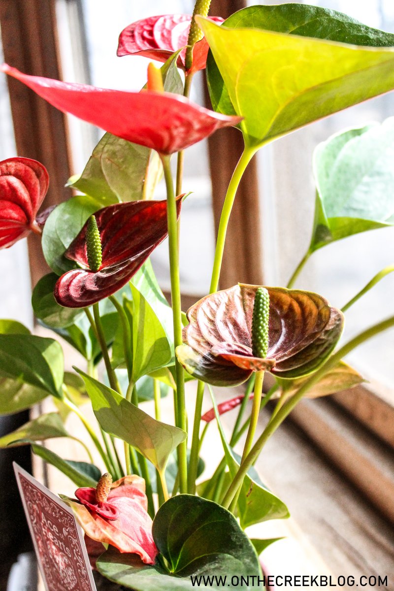 Ace of Hearts Anthurium -- pictures & plant care guide | On The Creek Blog
