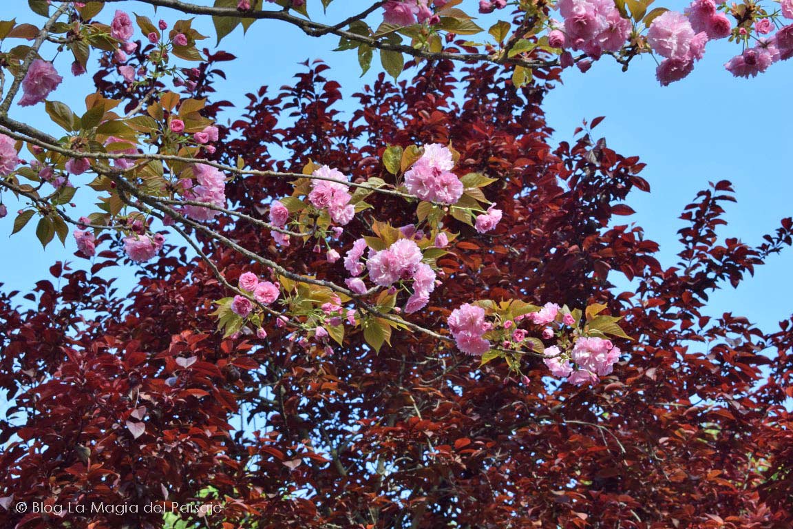 El cerezo en flor, de Extremadura a Japón - Una Pausa Agradable