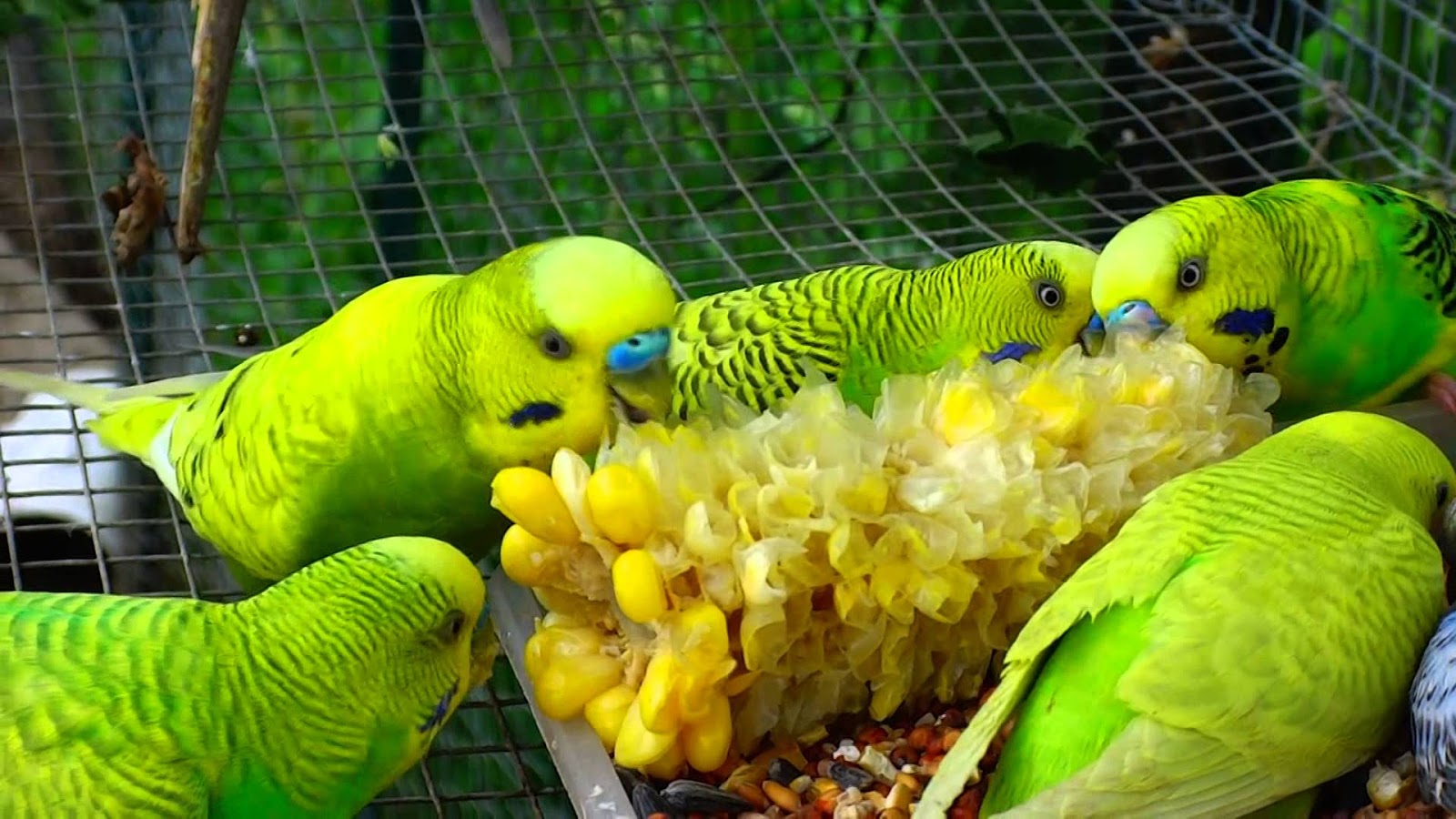 Мандарин волнистым попугаям. Волнистый попугай. Волнистый попугайчик в домашних условиях. Еда для попугаев. Питание волнистых попугаев.