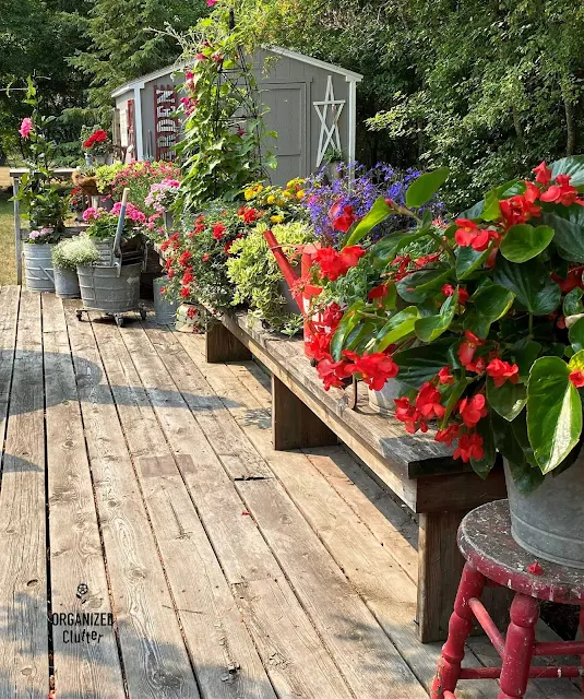 Photo of annuals in buckets on the deck bench