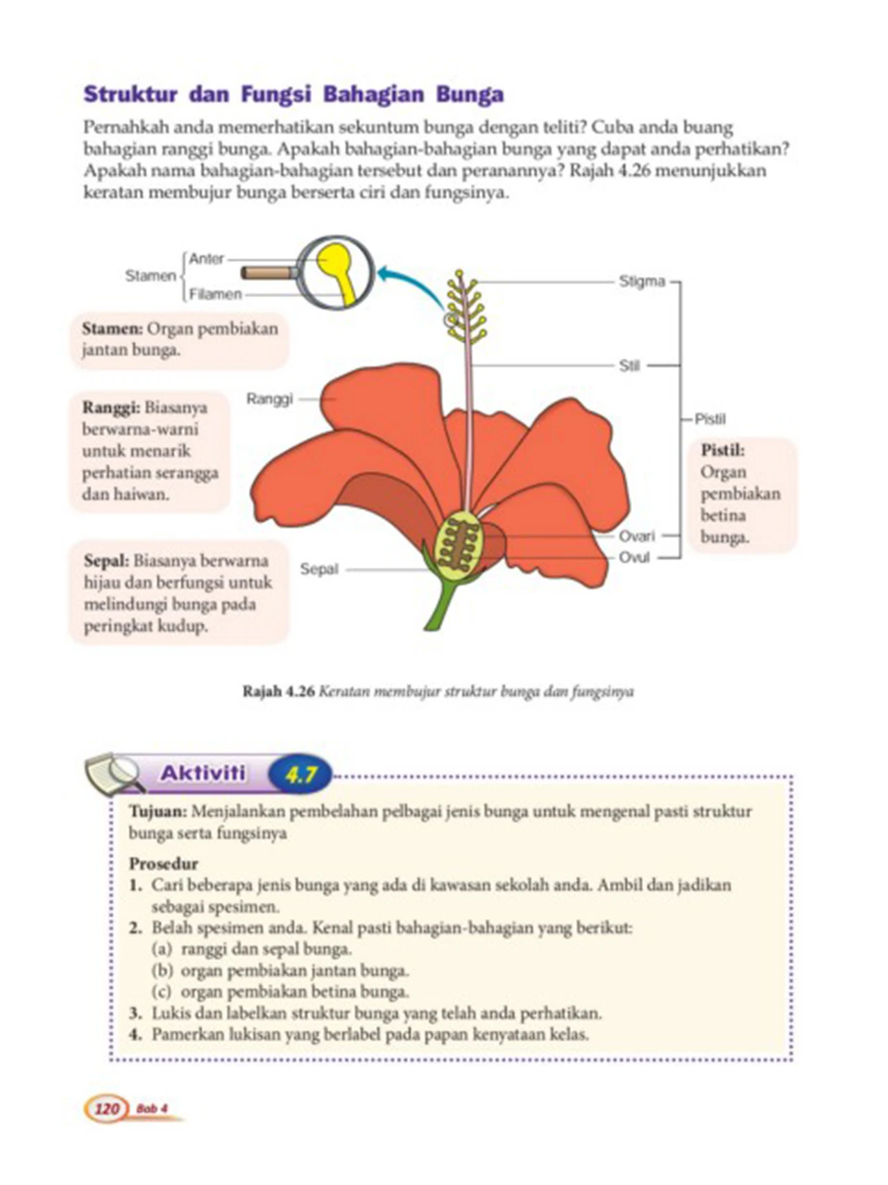 Struktur dan Fungsi Bunga Raya