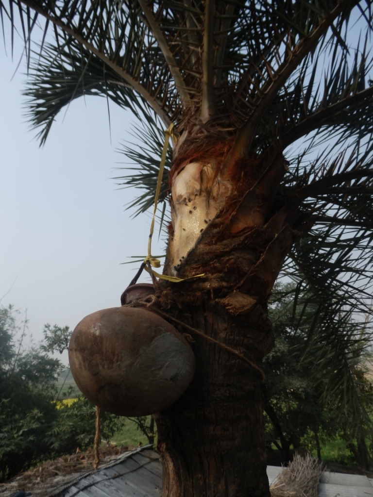Bangladesh Unlocked HARVESTING THE DATE PALM JUICE