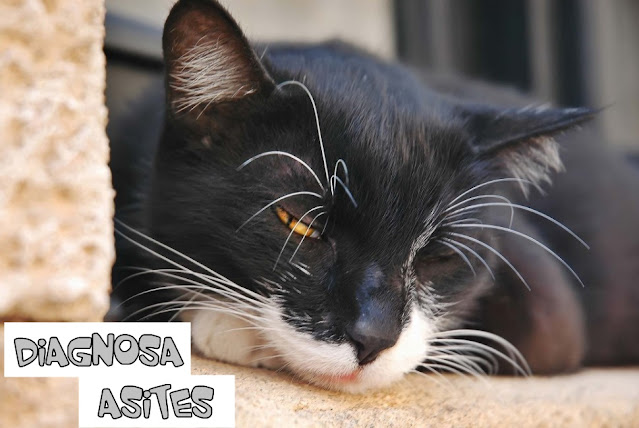 Ascites pada Kucing Ascites Kucing