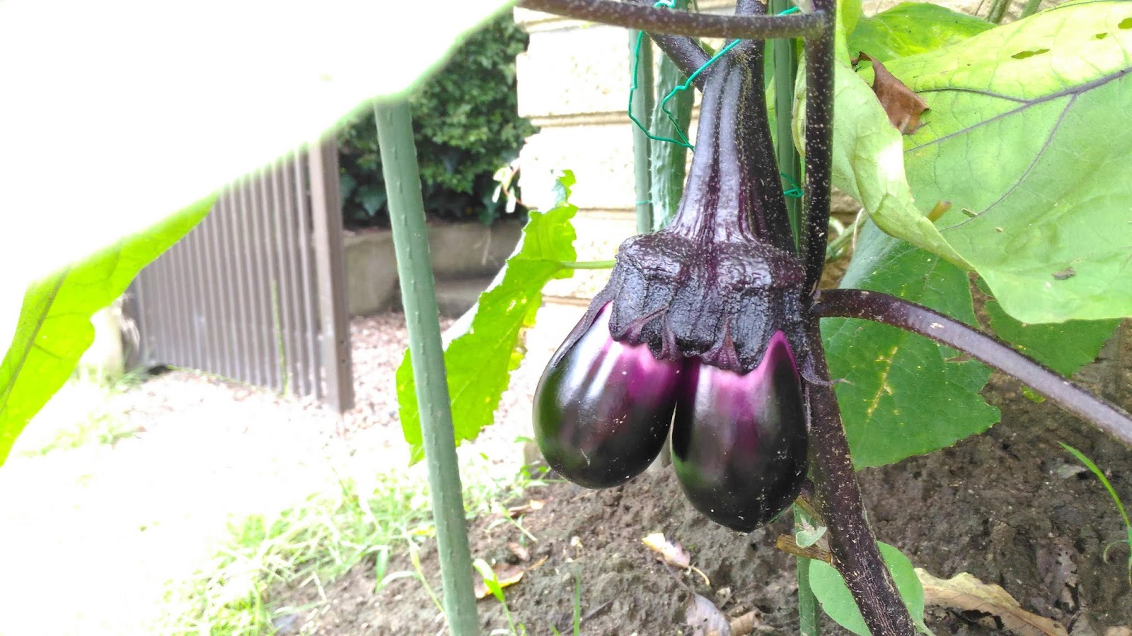 Hero爺 ブログ Twins Eggplant?!?! [ Haiku ] ( Jul. 2020 )