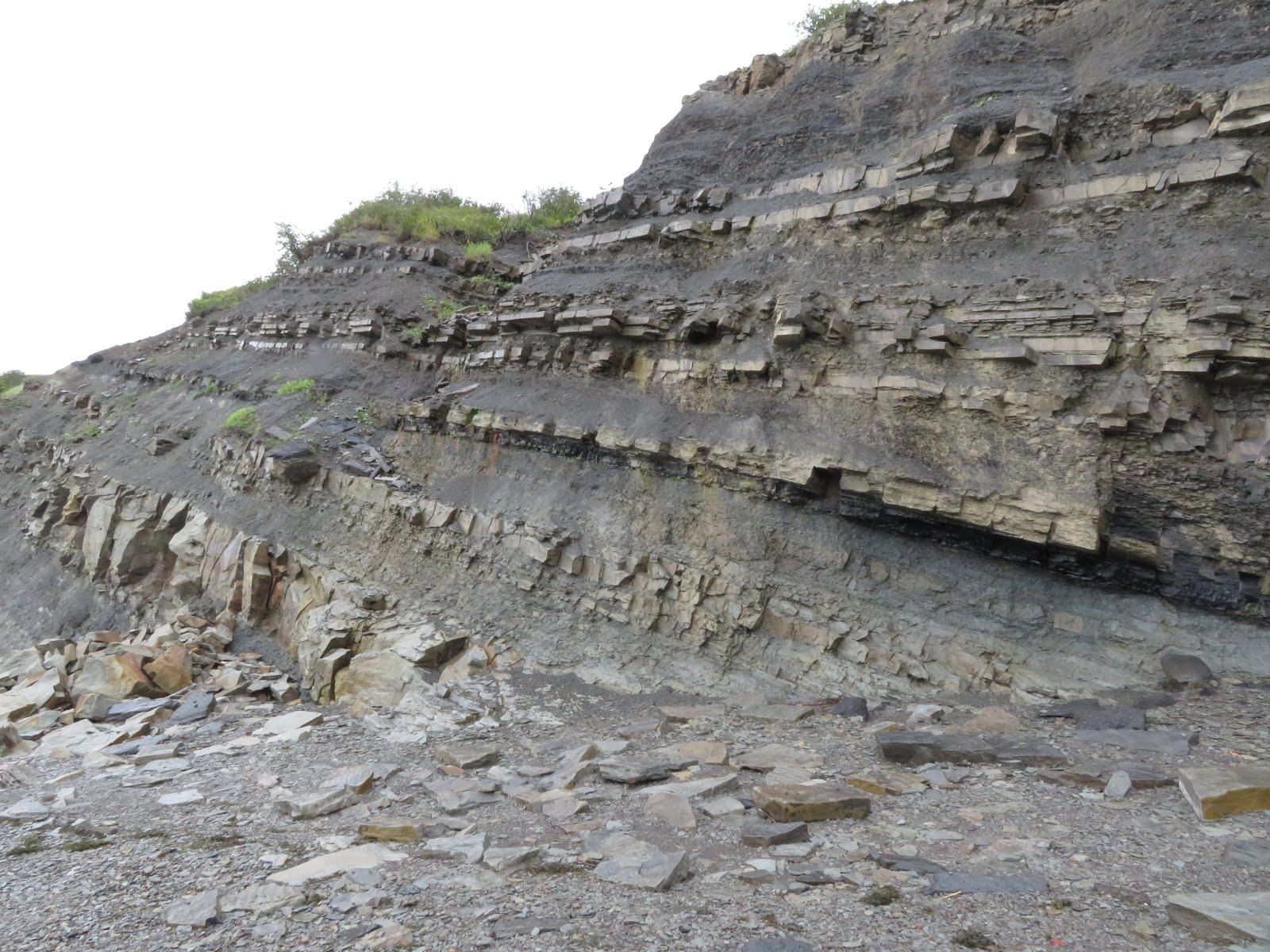 The ShoreXplorers Fossils in Nova Scotia Bay of Fundy Parrsboro and Joggins, Nova Scotia