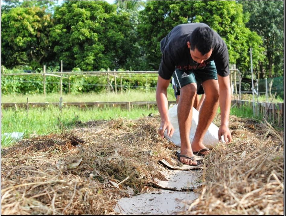 The Philippine Organic Garden Project What came first the rice, or the
