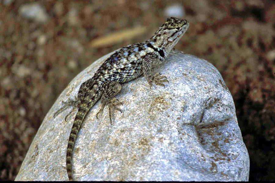 The Azure Gate: Lizards - Part II