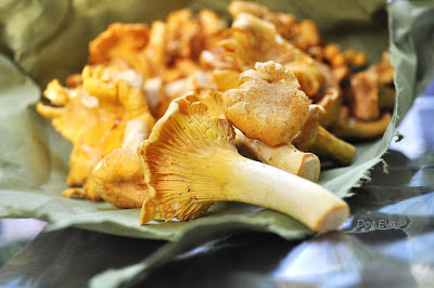 Pfifferlinge (Cantharellus cibarius)
