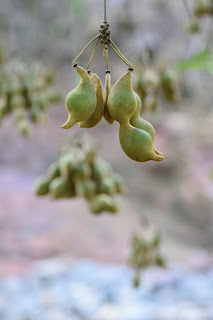 Mucuna Seed Pods at Rio Viejo, Puriscal