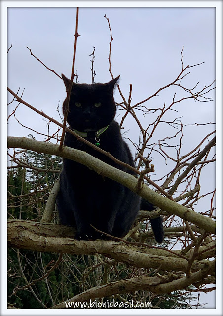 One Two Three Parsley's In A Tree ©BionicBasil® The Pet Parade 382