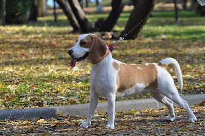 Small Dog Breeds In India