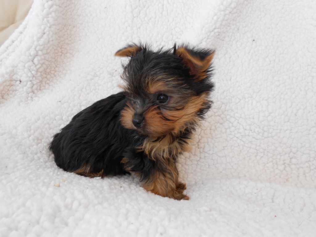 The Heavenly Yorkies TeaCup Litter 8 weeks