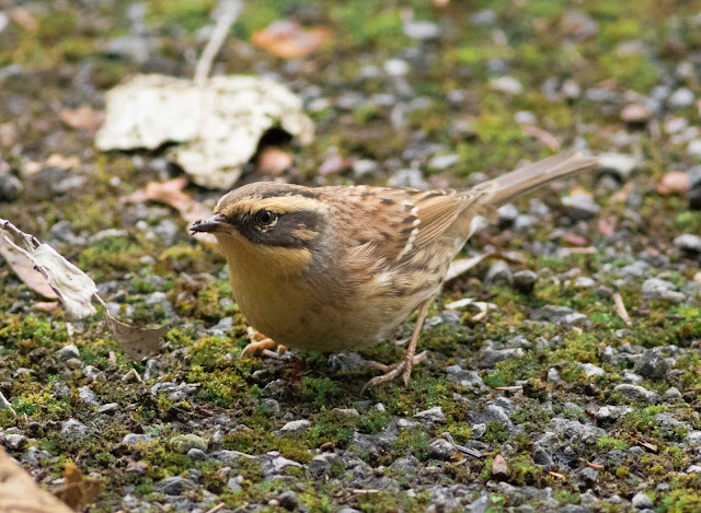 Siberian Accentor - Easington, Yorkshire