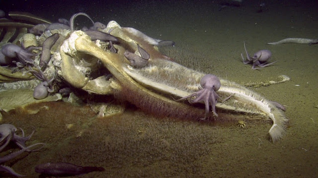 https://oceanservice.noaa.gov/facts/whale-fall.html