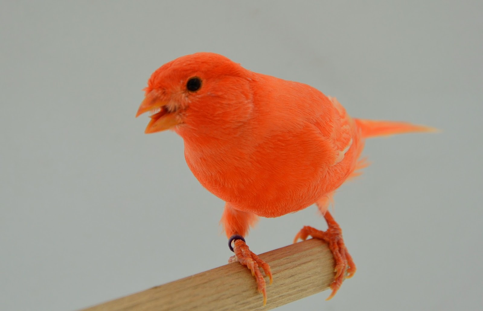 AVIARIO DE CANARIOS DE COLOR: ROJO PICO ROJO