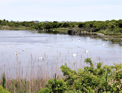 The Cape May Hawk Watch and Nature Trail in New Jersey