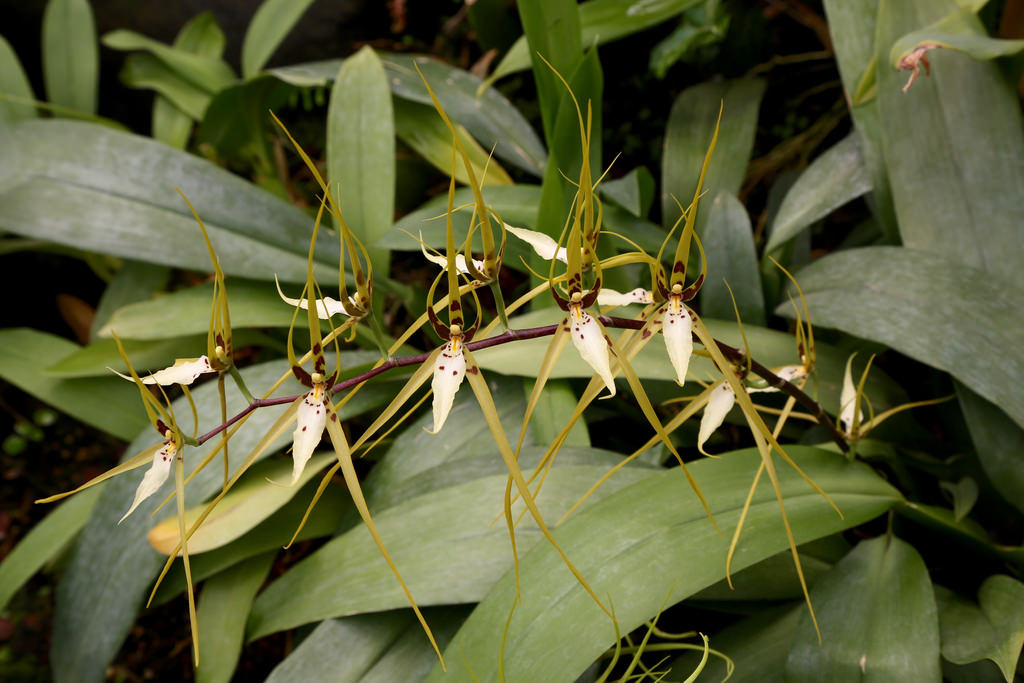 Spider Orchids Care