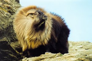 Tahr Bull Himalayan