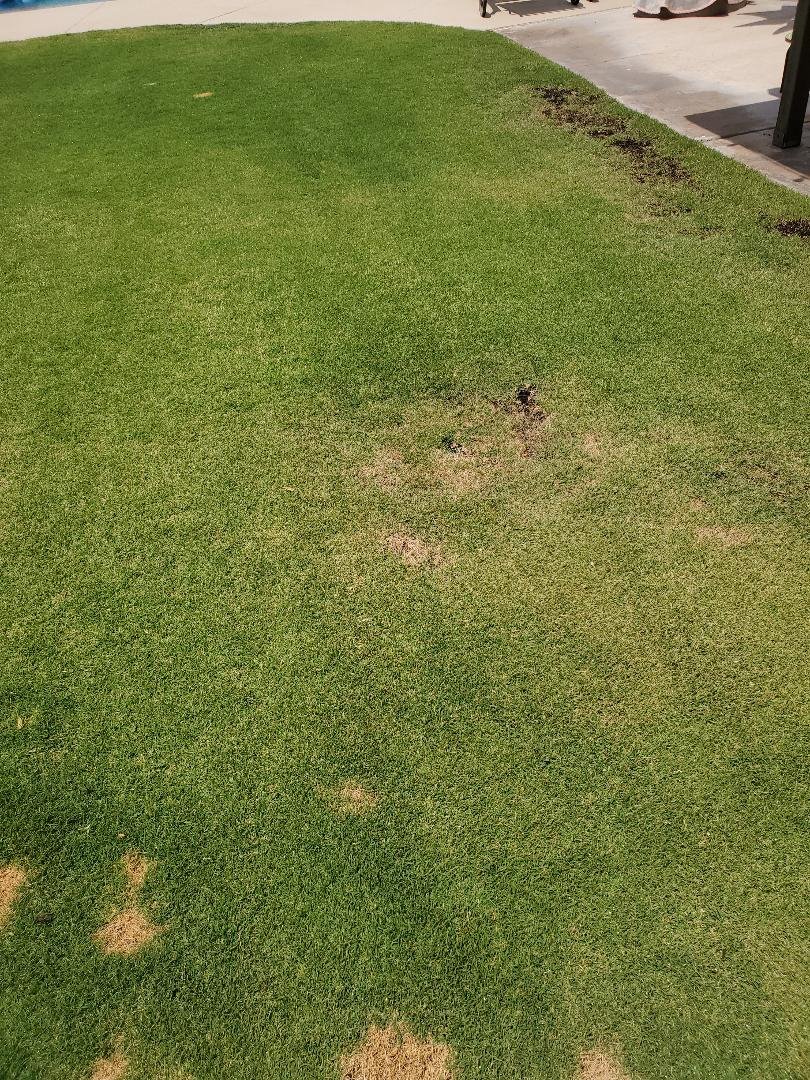Xtremehorticulture Of The Desert Three Reasons For Spots In A Lawn