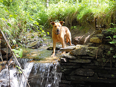 holiday cottages that take 3 dogs
