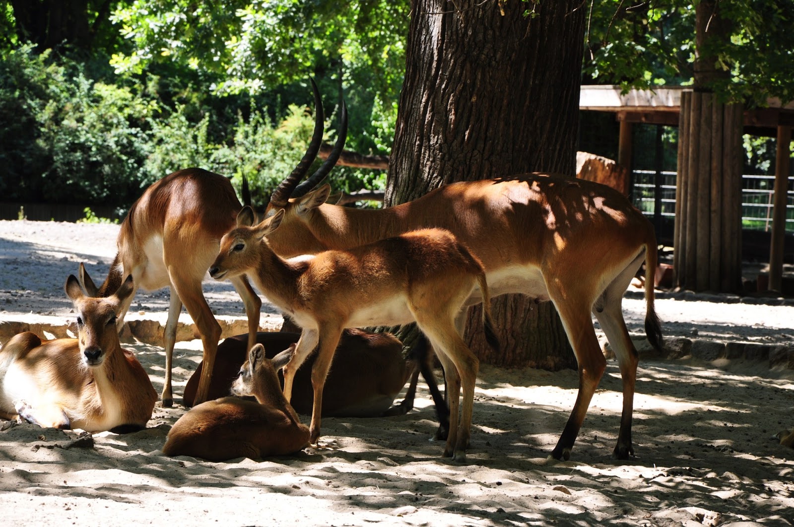 Лиса в зоопарке
