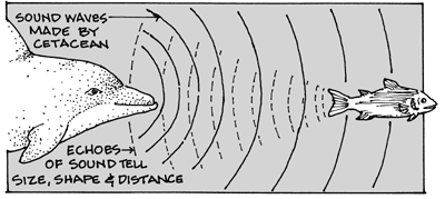 BMB's Whale Facts