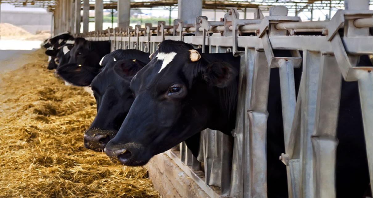 Simple steps on how to prepare cattle feeds