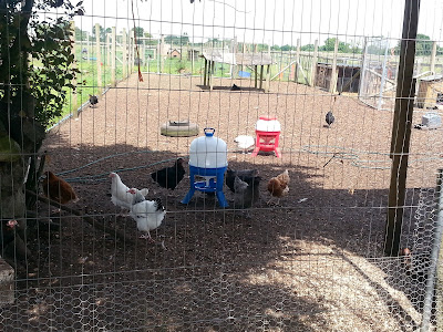 Hens At Our Local Farm