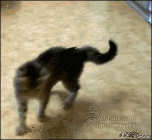 funny-cat-gifs-060-008.gif