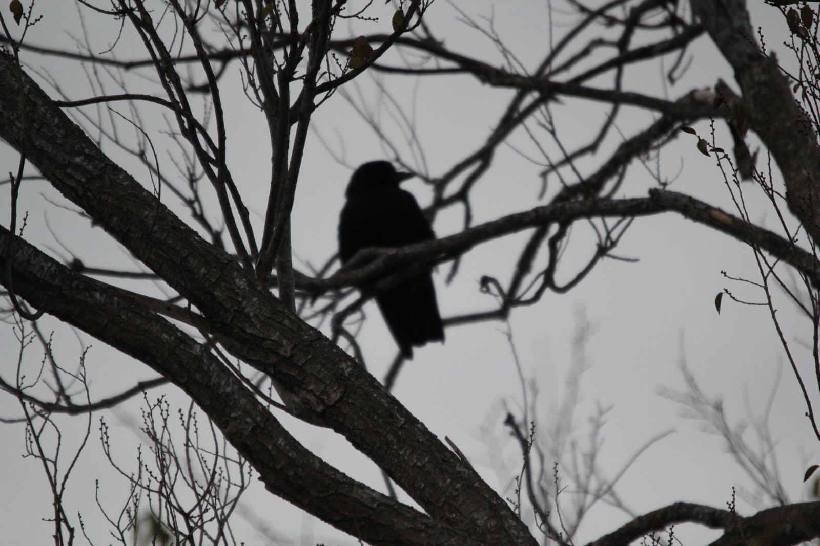 Big Bend Texas Nature American Crow; unexpected