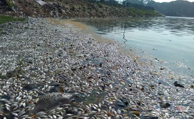 2nd week of June see's tons more dead fish wash up along with dead cattle and birds around the world  Ulsoor-lake-fish_650x400_71457328088