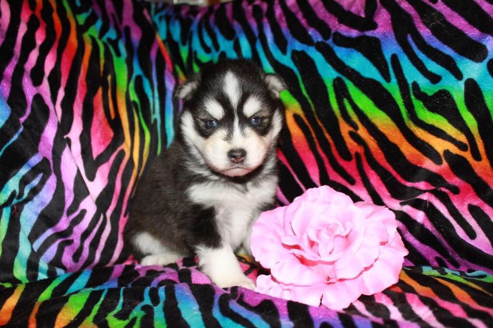 Purchase a Puppy Miniature Siberian Huskies