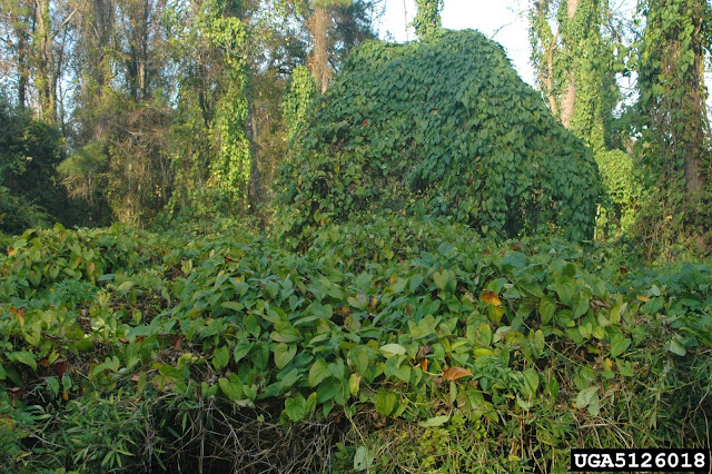 D. bulbifera, llamada "la patata aérea"