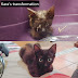Pictures of kitten Kara's transformation after rescue from a barn