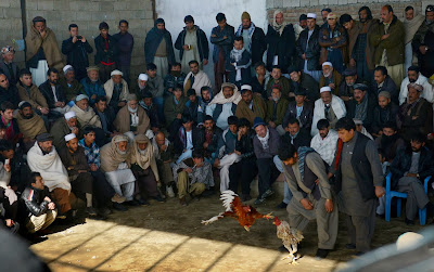 Afghanistan, Rooster, Animal, Ring, Fighting, Cock, Kabul, Cockfighting, Poverty, Entertainment, Sports, Offbeat, Murgh Janghi,  Taliban , Economy, Crowd, Spectator, 