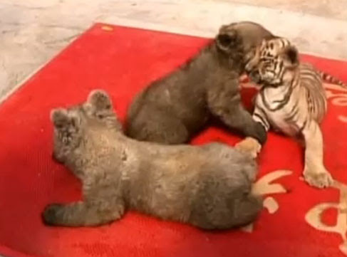 Video : クマとトラが幼なじみ