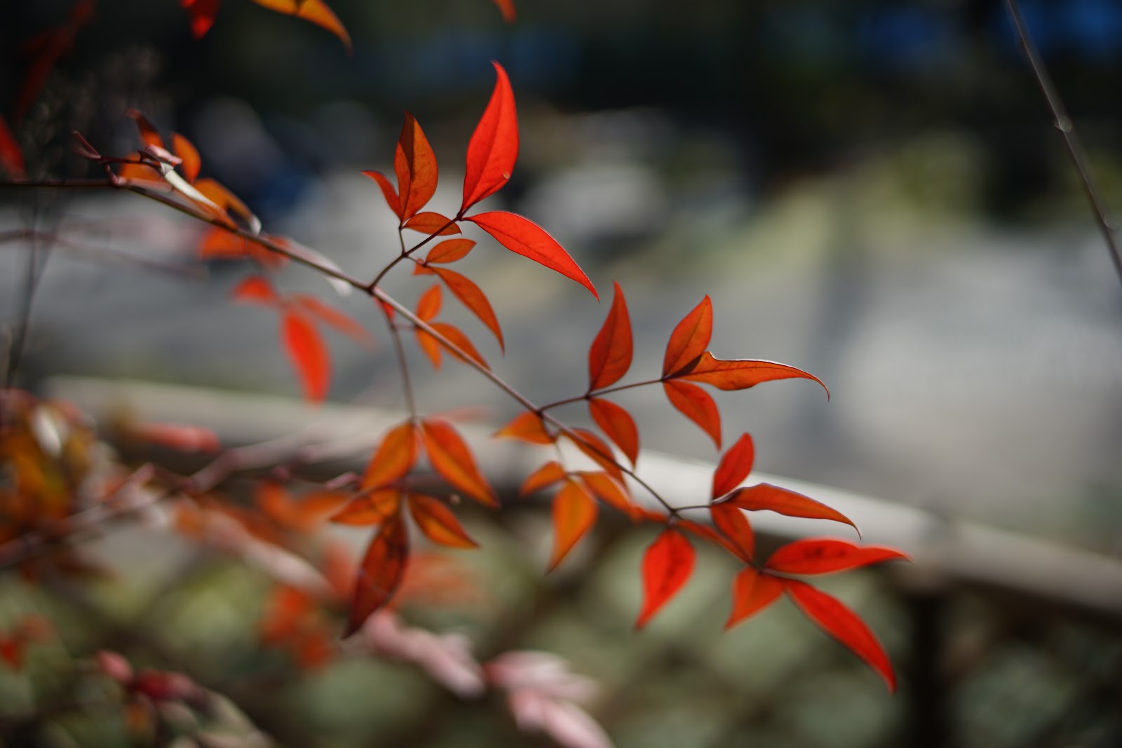 DSC01772.JPG