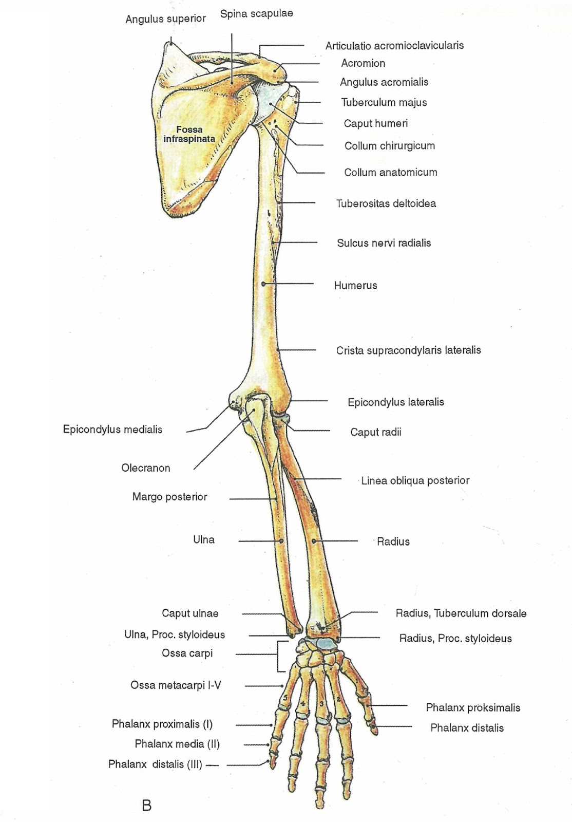 SANDRA MUSTIKA NINGTYAS: Anatomi Ekstremitas Superior
