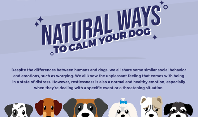 Natural Ways to Calm Your Dog 