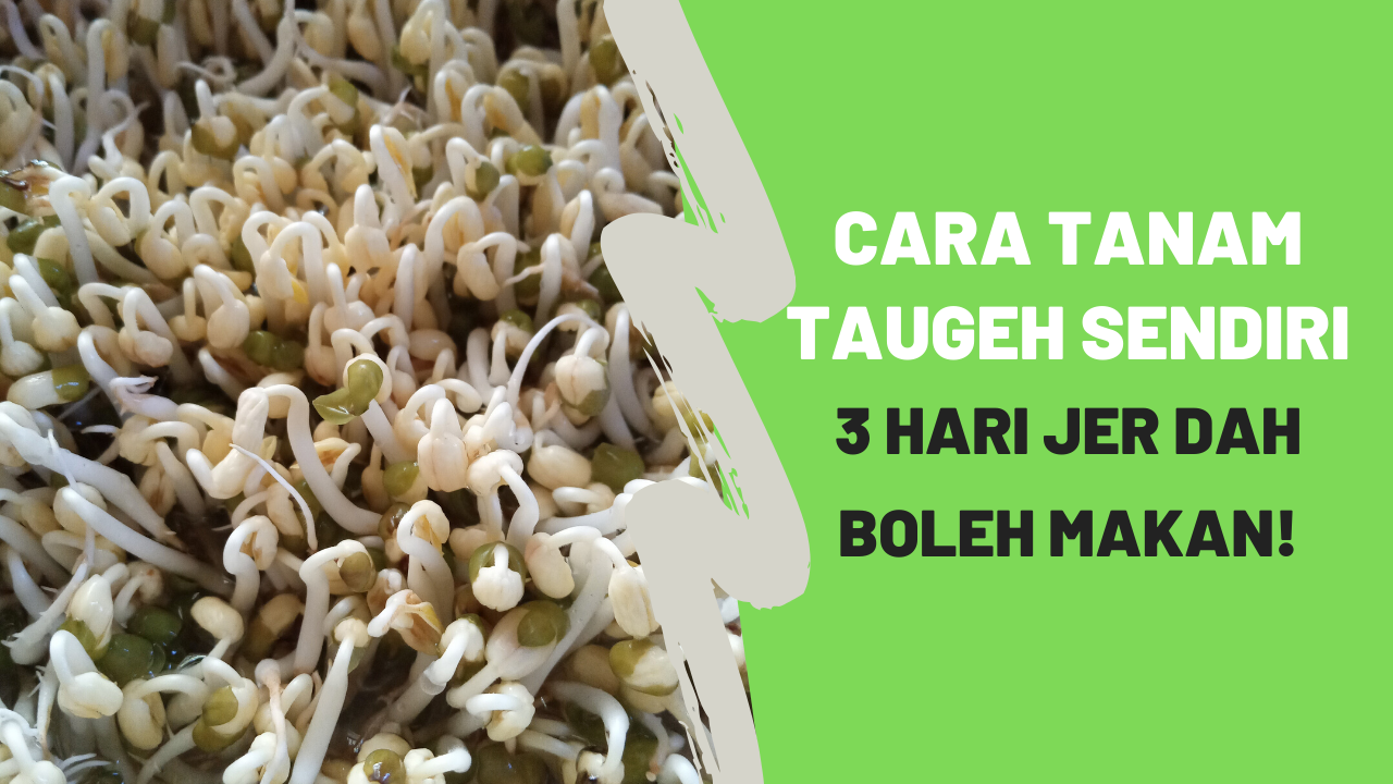 Tunas Pala