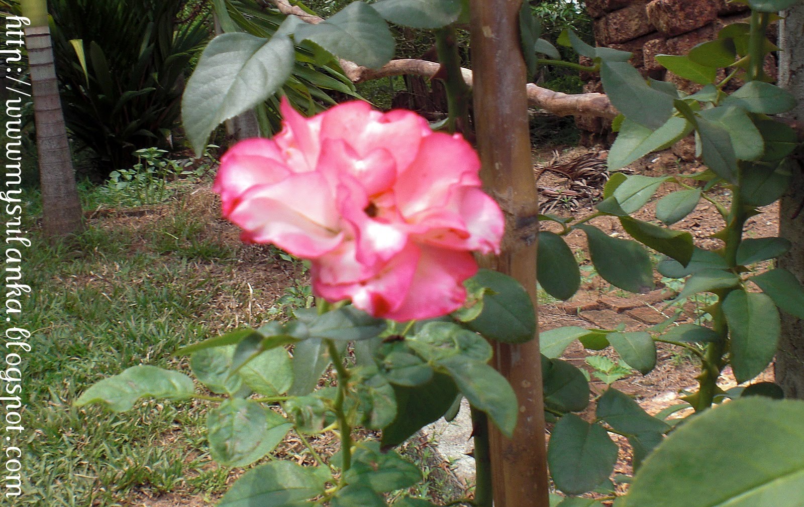 My Sri Lanka Roses...............