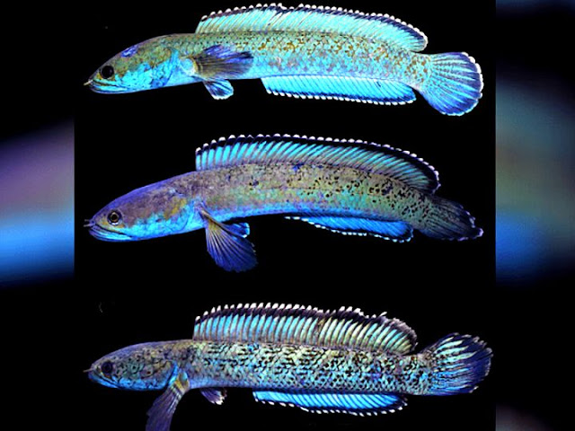 fish-new-breed fish-new-breed