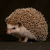 Amazing Hedgehog - Hedgehogs Facts, Photos, Information, Habitats, News