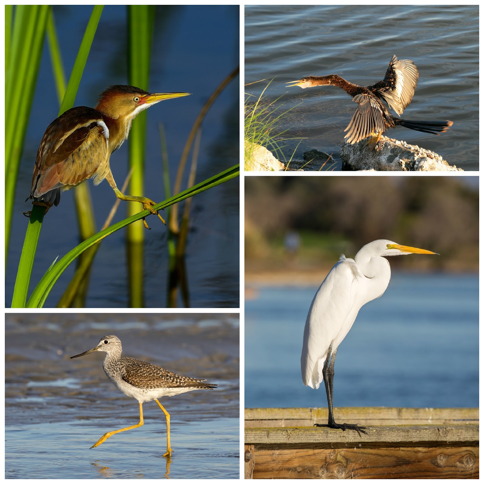 The Beautiful Birds of Ft. Myers Beach!